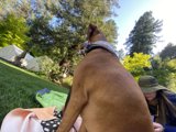 Relaxed Summer Days with Our Furry Friend