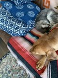 Home décor companions