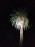 Illuminated Palm Tree