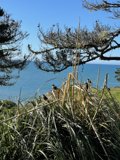 Oceanfront View from Grassy Hill