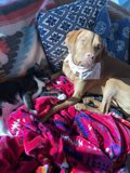 Cozy Companions