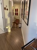 Canine Companions in Designer Spaces