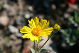 Sunny Blossom in a Rocky Landscape