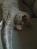 Cozy Abyssinian Cat Taking a Nap on a Couch