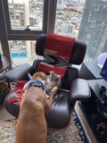 Playful Companions