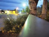 Nighttime Street with Majestic Tree