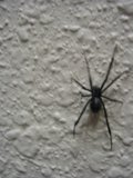 Dangerous Beauty