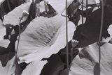 Lotus Leaves in Black and White