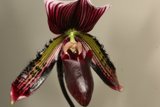 Graceful Orchid