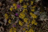 Desert Blooms