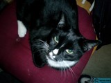 Paws and Stripes on the Red Chair