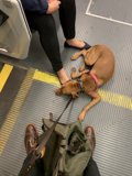 Train Ride with Man's Best Friend