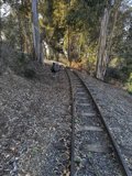The Tracks Through the Woods