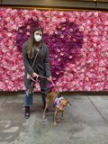 Rose Wall Pals