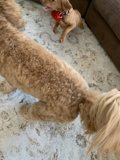 Poodle and Cocker Spaniel Playtime