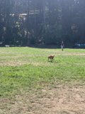 Running Free in the Fields