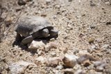 Slow and Steady in the Desert