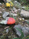Amanita Agaric Mushroom in Santa Fe National Forest