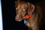 Meet Our Playful Companion at Carmel Valley Ranch