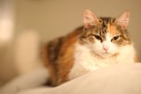 The Lazy Cat