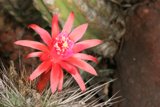 Blooming Cactus