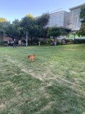 A Playful Pup in the Park