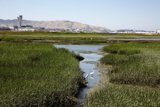 Serenity at Bayfront Park, Millbrae: A Diverging Symphony of Birds & Planes