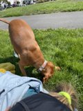 Canine Companion Sniffs Out Fun in the Park