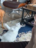 A Furry Friendship