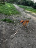 Happy Hound Finds Joy in the Great Outdoors