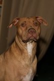 The Pit Bull Pup