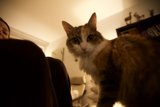 The Feline Companion
