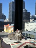 City Cat Lounging by the Window