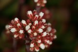 Beauty in Bloom