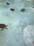 The Four Sea Turtles