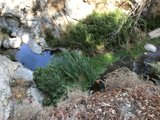 Rocky Creek in Angeles National Forest