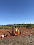 Pumpkin Cannon in the Countryside
