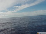 Playful Dolphin and Sailboat in a Blue Horizon