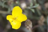 A Vibrant Geranium in the Desert