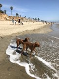 Puppies In Paradise