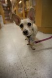 Charming Chihuahua in Japan Town Skyela
