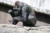 Gorilla Deep in Thought at SF Zoo