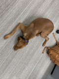 Laidback Vizsla