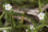 Delicate Blooms