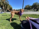 Purple Bandana Pup enjoys SF summer