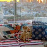 Cozy Canine on the Couch