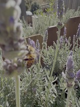 Bee Pollinating Purple Lavender in Garden