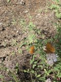 Butterflies amidst Herbal plants