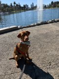 Furry Friend by the Waterfront