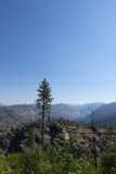 Solitary Fir Tree with Mountain View